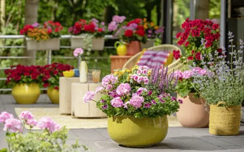 Kolorowe kwiaty na taras w donicach: różowe pelargonie, czerwone i fioletowe chryzantemy, lawenda.