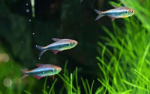 Ryby do akwarium roślinnego: Obsada, która nie zniszczy roślin!