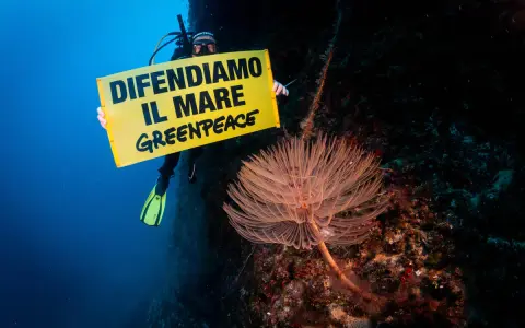 Subacqueo con cartello "Difendiamo il mare" Greenpeace, vicino a una splendida specie marina.