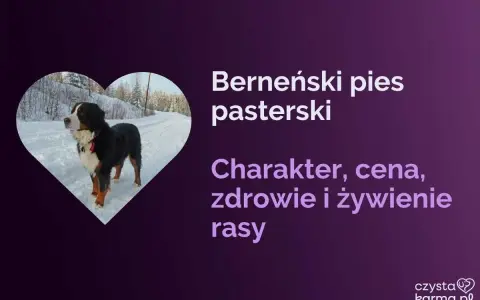 Bernenski pies pasterski w zimowej scenerii. Dowiedz się o jego charakterze, zdrowiu i żywieniu.