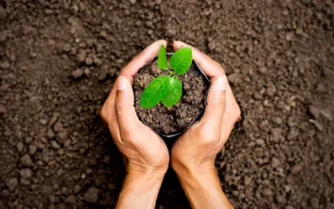 Mani che sorreggono una piantina in un sacchetto, pronta per essere piantata. Un futuro rigoglioso grazie a trattamenti fitosanitari efficaci.
