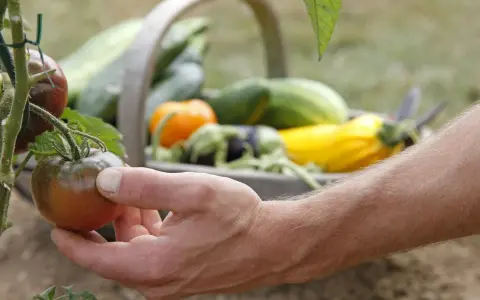 Main d'un jardinier récoltant une tomate noir de Crimée, avec un panier rempli de légumes en arrière-plan.