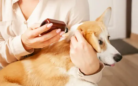 Odrobaczanie psa na czczo czy po jedzeniu - co jest skuteczniejsze?