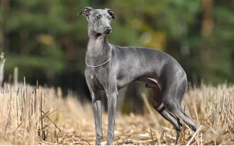 Elegante galgo pequeño de pelaje gris, con un collar de brillantes, posa en un campo de rastrojos con un fondo de árboles.