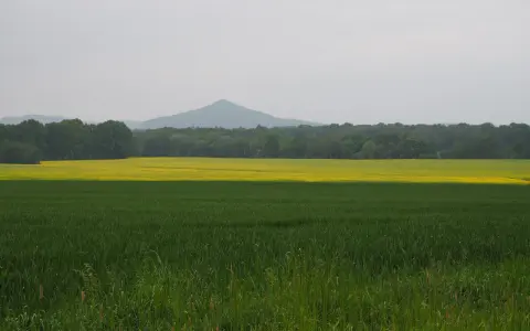 Zielone pole zboża, żółte pole rzepaku, las i stożkowaty wulkan w tle.