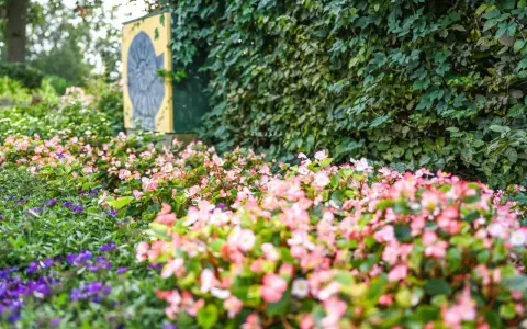 Bunte Blumen im Rosengarten Seppenrade, mit einer Wand aus grünen Blättern und einem gelben Schild mit Ammoniten-Symbol im Hintergrund.