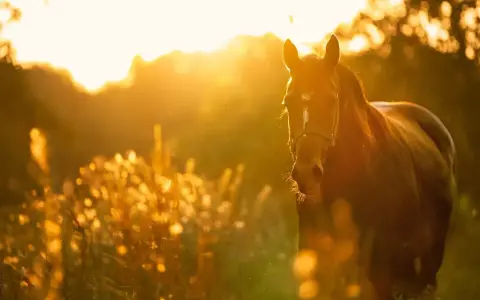 Ein braunes Pferd im goldenen Abendlicht. Viele Reiter teilen positive GPS Tracker Pferd Erfahrungen, um ihre Tiere sicher zu wissen.