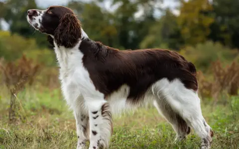 En stolt springer spaniel står i gräset, redo för äventyr.