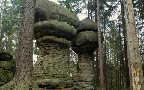 Kamienne grzyby na trasie w Górach Stołowych. Monumentalne formacje skalne w otoczeniu lasu iglastego.