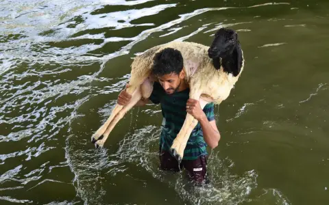 Ein Mann trägt ein Schaf durch Wasser. Dies ist ein Teil davon, wie das Opferfest gefeiert wird.