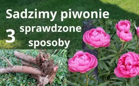 Jak sadzić piwonie, aby uniknąć najczęstszych błędów w ogrodzie