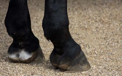 Pieds d'un cheval noir sur un sol gravillonné. Le sabot long et imposant de ce cheval suggère une force tranquille.