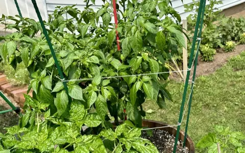 A pepper plant is supported by a trellis, showing that peppers need a trellis for healthy growth and fruit production.