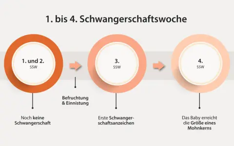 Frühe Schwangerschaftswochen: 1.-2. SSW (keine Schwangerschaft), 3. SSW (Befruchtung, erste Anzeichen), 4. SSW (Baby wie Mohnkorn). Manche Frauen erleben trotz Schwangerschaft eine Periode.