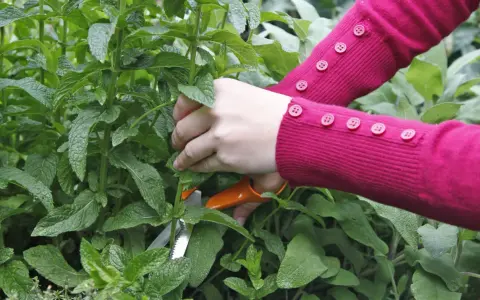 Hände in einem pinken Pullover mit Knöpfen schneiden mit einer orangefarbenen Schere frische Minze für einen Tee.