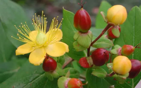Gelbe Blüte und rote Beeren der Johanniskraut Pflanze.