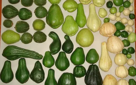 Varietà di chayote, alcune lisce, altre con una texture che ricorda la zucca spinosa, in diverse tonalità di verde e giallo.