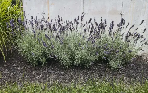 Lavendel blüht üppig vor einer Betonwand. Die Frage "wann Lavendel pflanzen" wird durch diese üppige Pflanze beantwortet: jetzt!