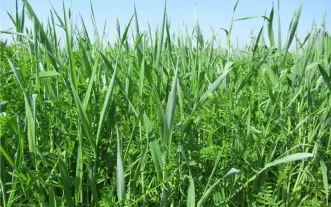 Un rigoglioso sovescio oliveto, un tappeto verde di erbe e leguminose che arricchisce il terreno.
