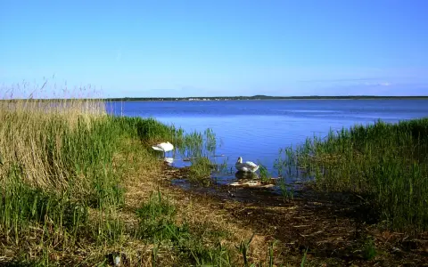 Dwa łabędzie pływają w spokojnym jeziorze na wybrzeżu słowińskim, otoczonym gęstą trzciną i zieloną trawą.