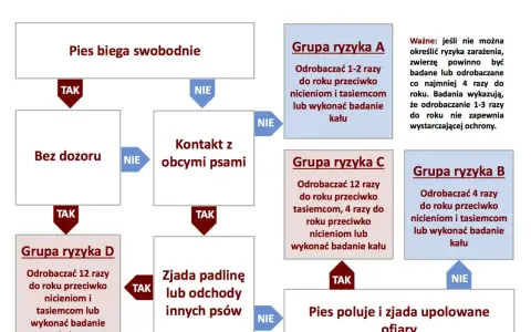 Schemat odrobaczania psów: jak często odrobaczać psa zależy od jego stylu życia i kontaktu z innymi zwierzętami. Grupy ryzyka A, B, C, D określają częstotliwość.