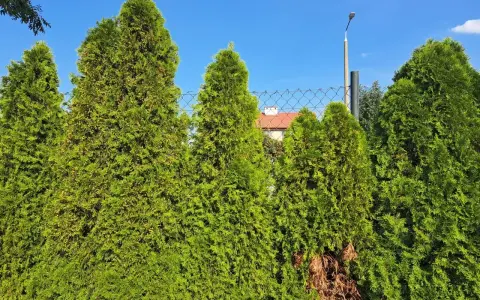 Zielone tuje tworzą gęsty żywopłot, pokazując, kiedy tuja jest drzewem. W tle widać dom i niebo.