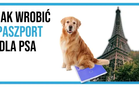 Jak wyrobić paszport dla psa? Krok po kroku, koszty, wymagania