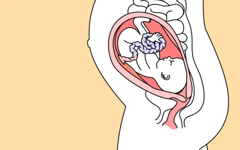 Schnittzeichnung einer schwangeren Frau, die das Baby in der Gebärmutter zeigt. Das Baby ist in der 28. SSW und entwickelt sich gut.