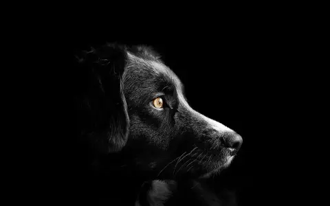 Portrait d'un chien noir aux yeux ambrés, perdu dans le noir. Mon chien est mort, je suis triste.