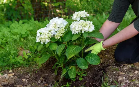 Gärtnerin mit Handschuhen setzt eine blühende weiße Hortensie in die Erde. Das Umpflanzen der Hortensien gelingt gut.