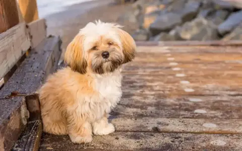 Uroczy shih tzu z puszystymi włosami siedzi na drewnianym molo.