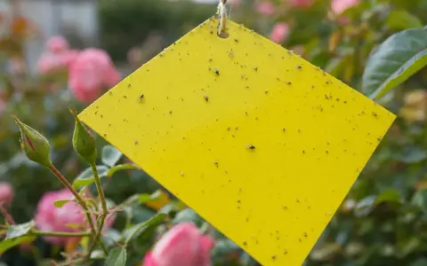 Un piège puceron maison jaune est couvert de petits insectes, suspendu près de roses roses.
