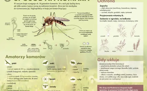 Domowe sposoby na komary: olejki eteryczne, czosnek, bazylia, goździki, mięta, tymianek, witamina B1. Rośliny odstraszające komary.