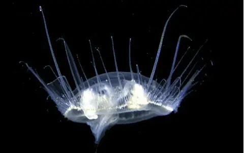 Una medusa trasparente con lunghi tentacoli si muove nell'oscurità. Un'immagine suggestiva di quando ci sono le meduse.