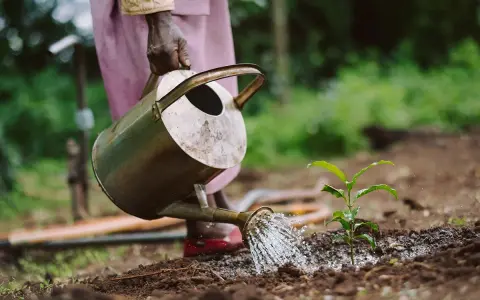 Ręka podlewa młodą sadzonkę z konewki. To obrazek o ciekawe tematy ekologiczne, pokazujący troskę o naturę.