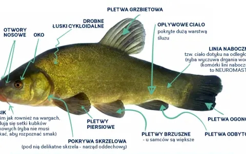 Anatomia ryby: otwory nosowe, oko, łuski, płetwy, linia boczna (neuromasty). Czy ryba ma mózg? Tak, ryby mają mózg, choć jego budowa różni się od ludzkiej.