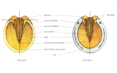 Anatomie du sabot cheval : pied paré et pied ferré, montrant la fourchette, la sole et le fer.