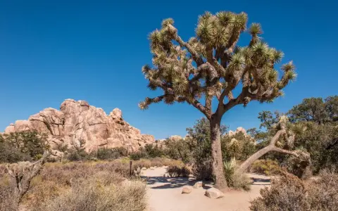 Charakterystyczne drzewo Jozuego na tle skalistego krajobrazu Joshua Tree Park.
