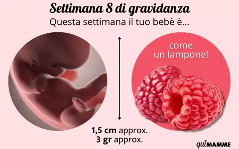 Bebè di 8 settimane di gravidanza, grande come un lampone, misura 1,5 cm e pesa 3 grammi.