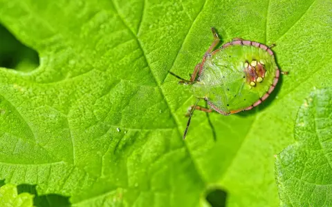 Un diminuto insecto, uno de los chinches verdes, descansa sobre una hoja verde vibrante, camuflándose perfectamente.