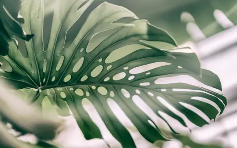 Duży, zielony liść monstery z charakterystycznymi otworami, jakby wyrwany prosto z dżungli. Monstera w naturze zachwyca swoją formą.