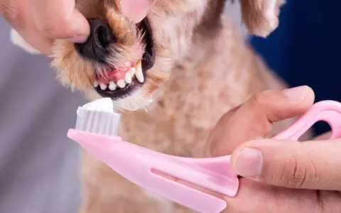 En person borstar tänderna på en hund med en rosa tandborste och vit tandkräm.