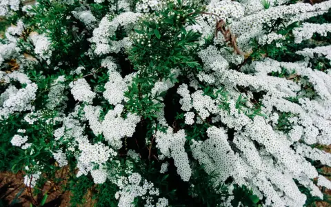 Un buisson de spirée en pleine floraison, ses grappes de petites fleurs blanches contrastent avec le feuillage vert. Une taille adéquate permettrait de mettre en valeur sa forme naturelle.