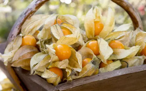 Un panier en bois rempli de physalis, leurs lanternes sèches révélant des fruits orange vifs. La plante physalis est prête à être récoltée.