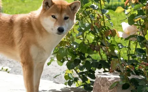 Shiba Inu obok krzewu róż, na którym widać białe kwiaty. Piesek zastanawia się, czy aksamitka jest trująca, ale to róża.