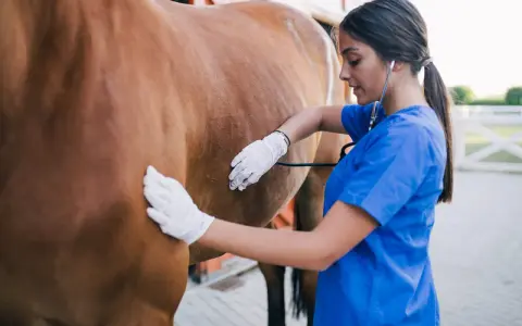 Tierärztin untersucht ein Pferd mit einem Stethoskop. Sie trägt Handschuhe und blaue Arbeitskleidung.