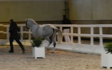 Un homme en noir mène un cheval gris dans une carrière. Le cheval a des testicules de cheval bien visibles.