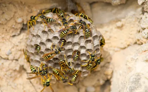 Nido de avispas con muchas obreras. Se observa el inicio de como se reproducen las avispas, con celdillas hexagonales.