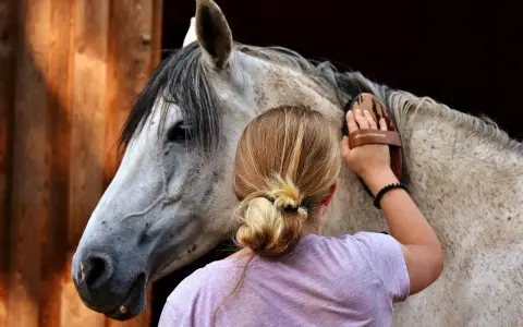 Une jeune femme brosse un cheval. L'image ne montre pas de maltraitance cheval.