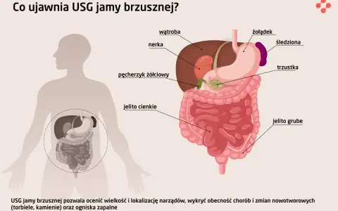 Ilustracja przedstawia narządy jamy brzusznej: wątrobę, żołądek, nerki, trzustkę, jelita, pęcherzyk żółciowy i śledzionę. USG jamy brzusznej pomaga wykryć choroby.